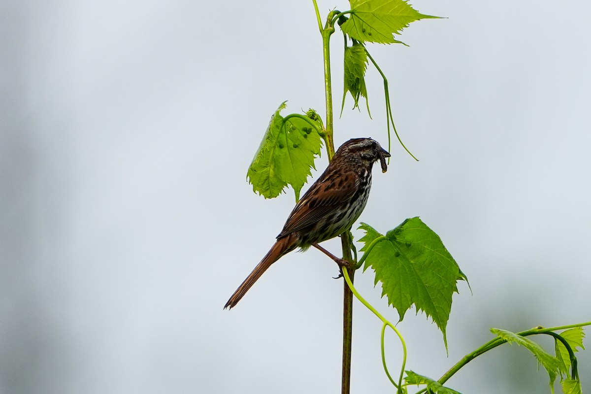 Song Sparrow - ML637954447