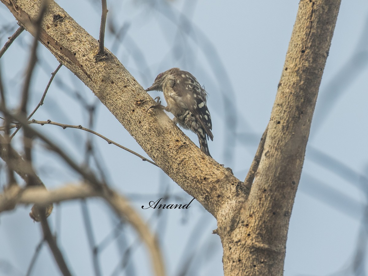 Brown-capped Pygmy Woodpecker - ML637954459