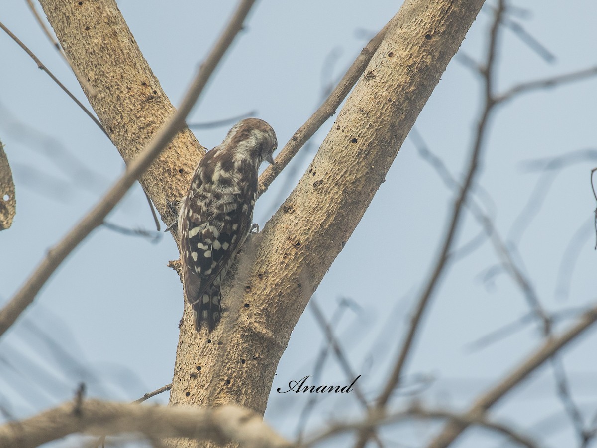 Brown-capped Pygmy Woodpecker - ML637954469