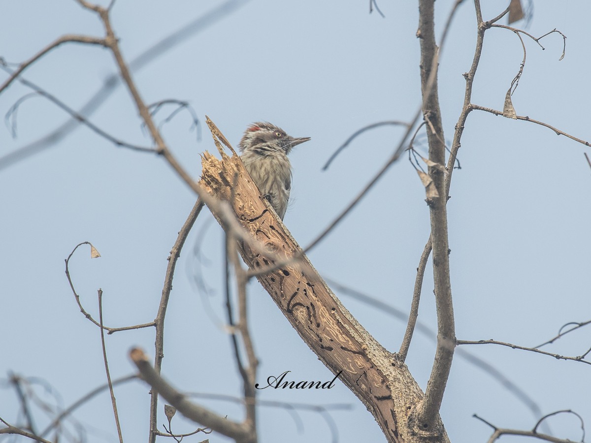 Brown-capped Pygmy Woodpecker - ML637954471