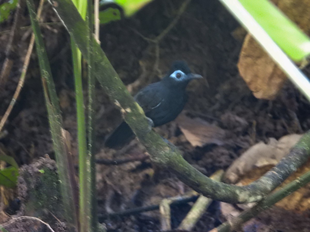 Sooty Antbird - ML637954543