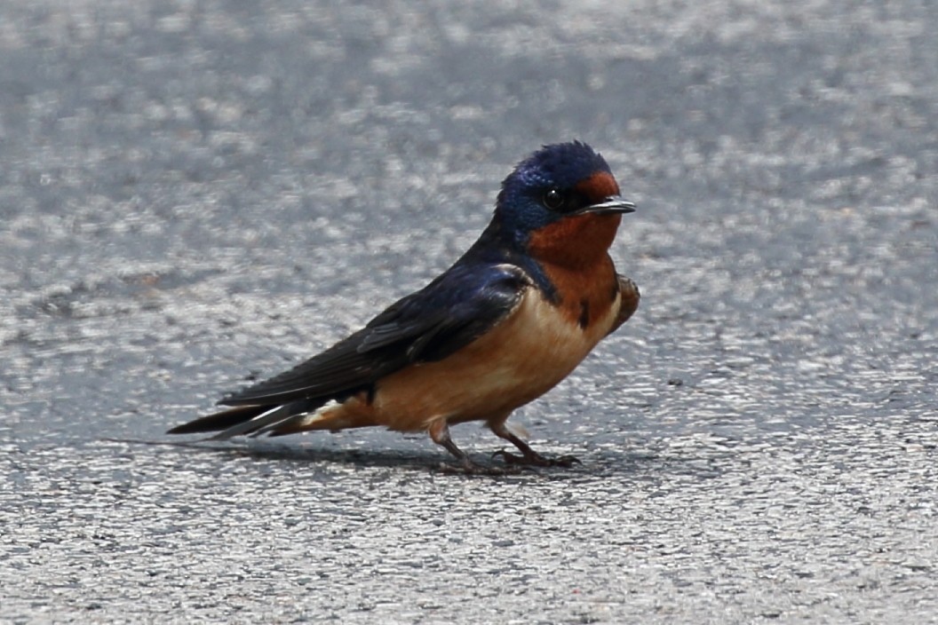 Barn Swallow - ML637954558