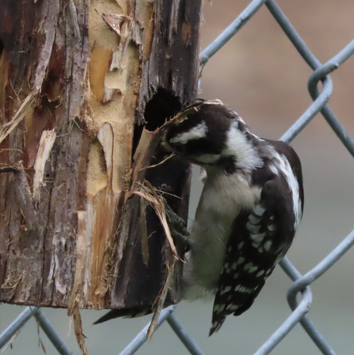 Downy Woodpecker - ML637954579