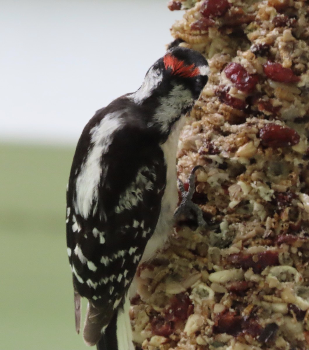 Downy Woodpecker - ML637954580