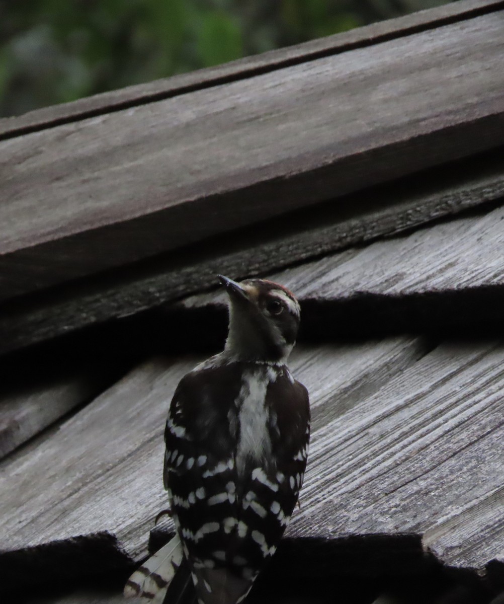 Downy Woodpecker - ML637954581