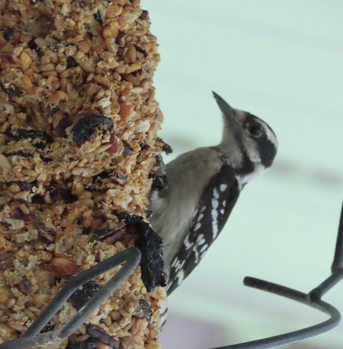 Downy Woodpecker - ML637954582