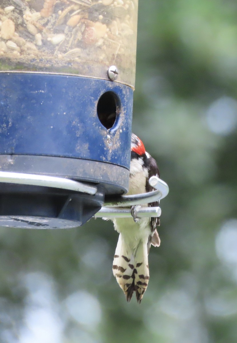 Downy Woodpecker - ML637954583