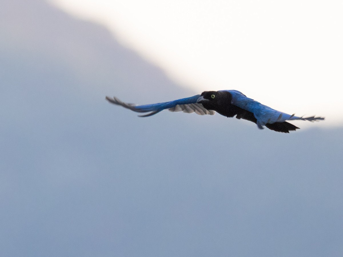 San Blas Jay - ML637954624