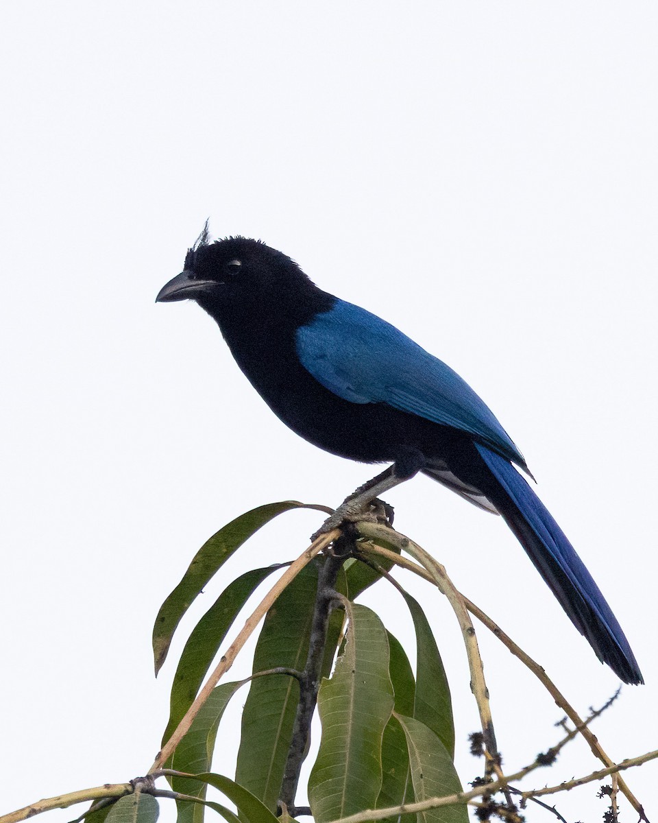 San Blas Jay - ML637954625