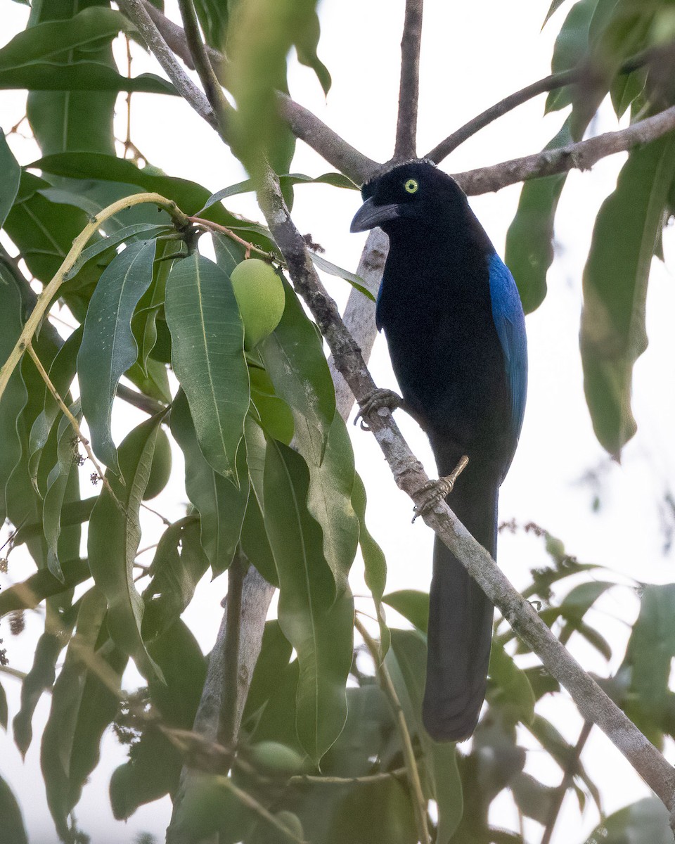 San Blas Jay - ML637954627