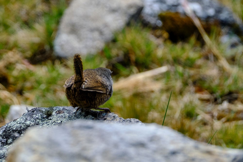 Jalca Tapaculo - ML637954690