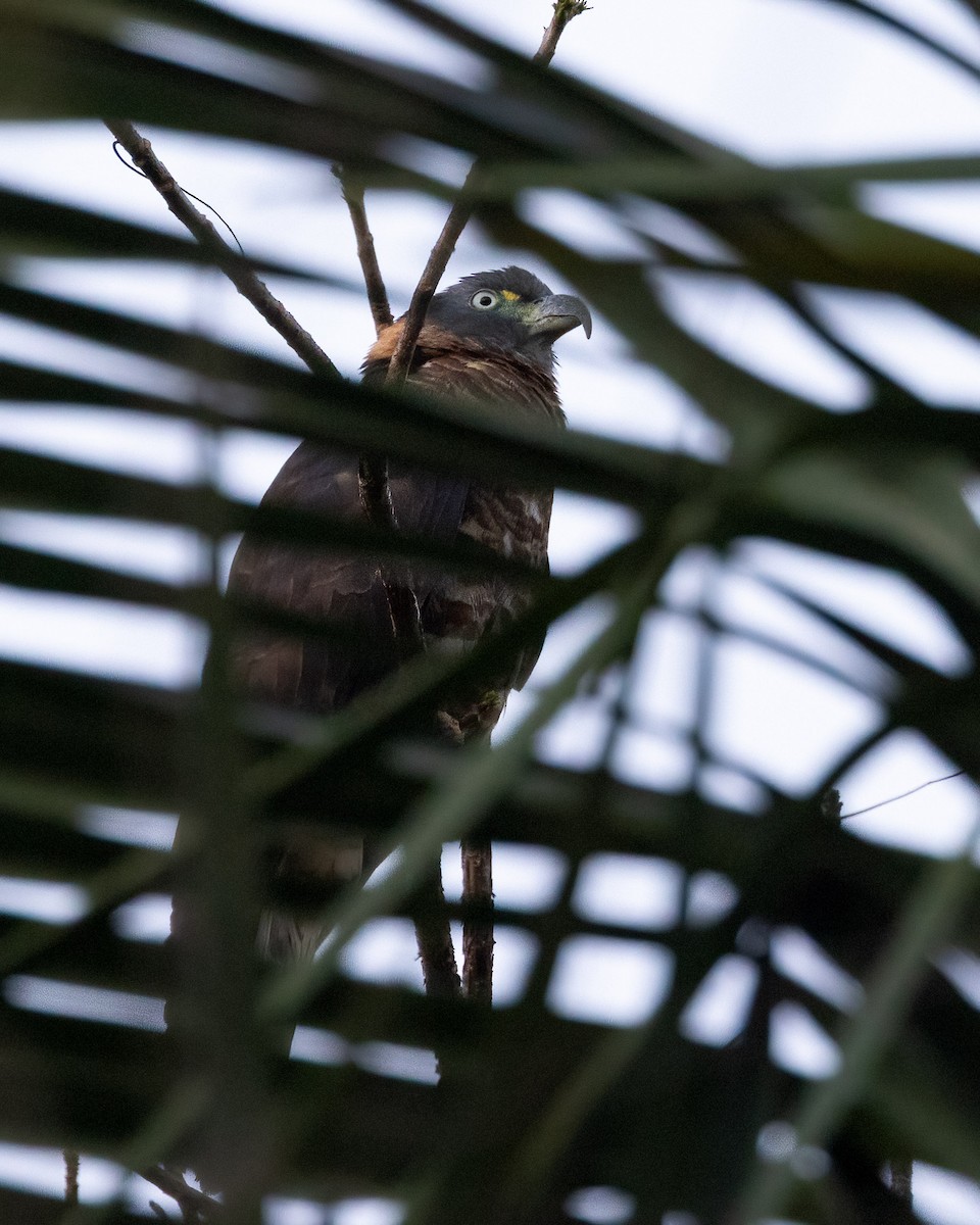 Hook-billed Kite - ML637954693