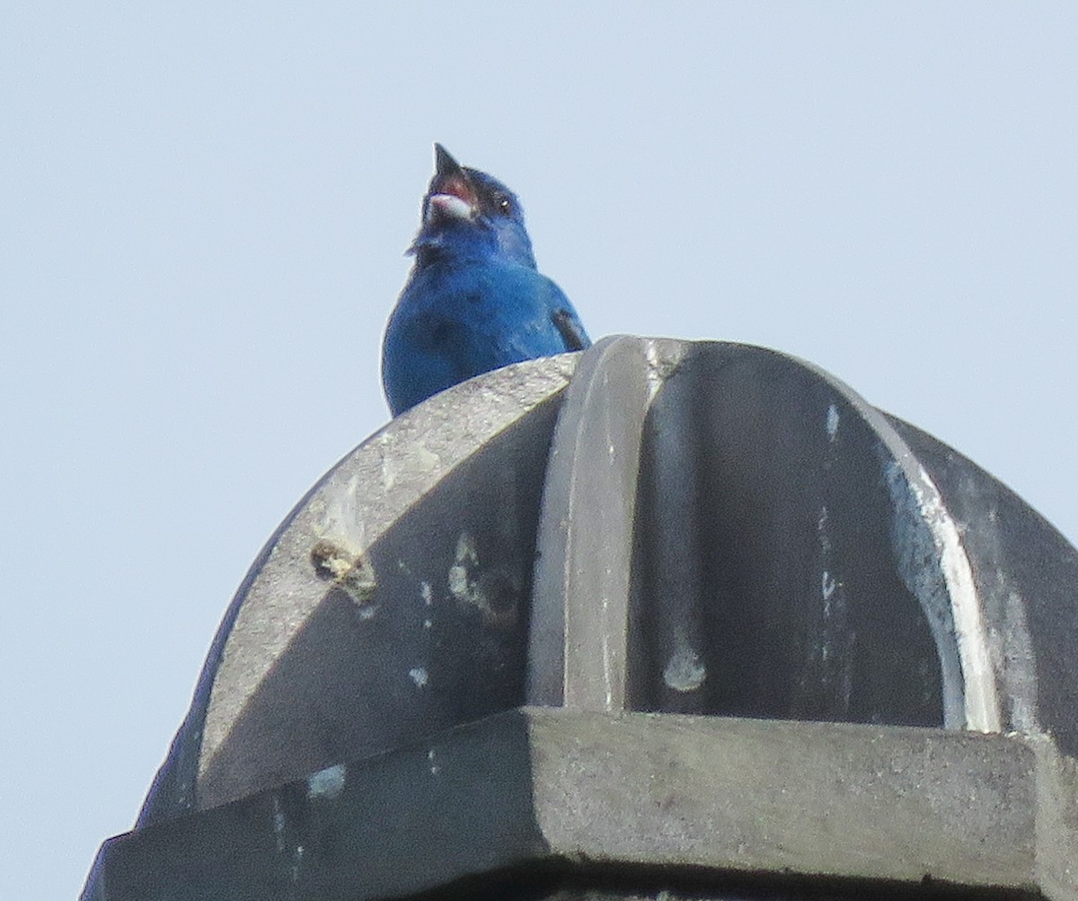 Passerin indigo - ML637954725