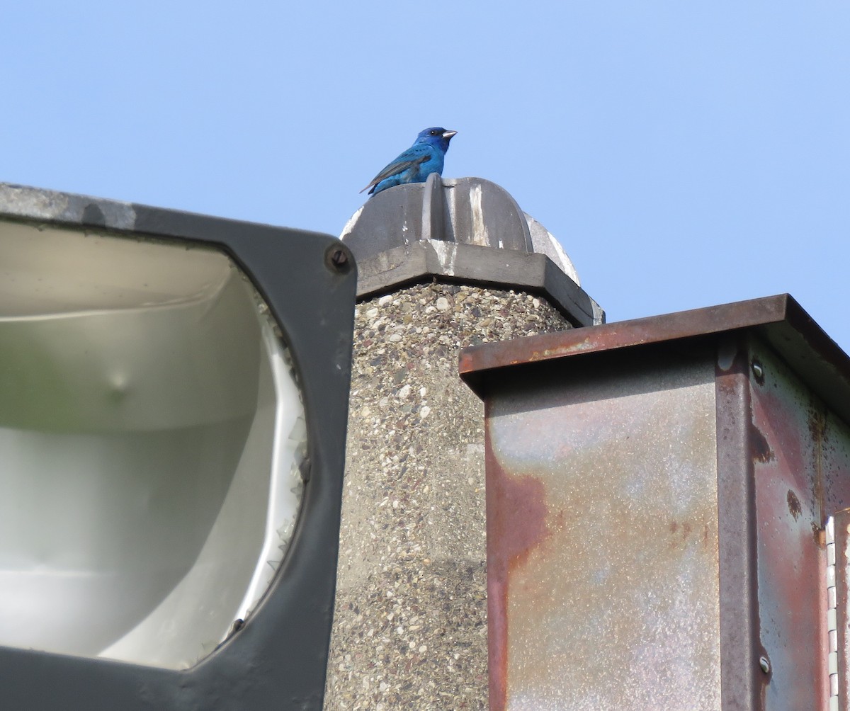 Passerin indigo - ML637954726