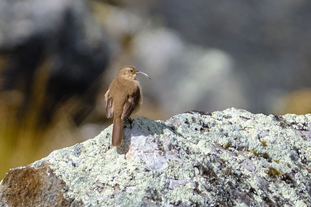 Buff-breasted Earthcreeper - ML637954742