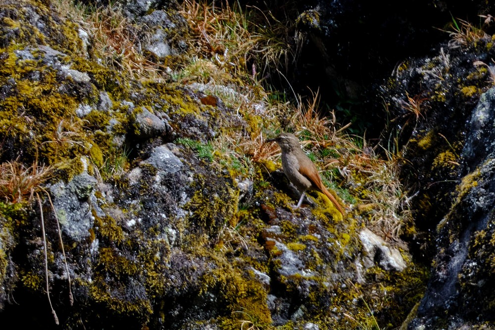 Striated Earthcreeper - ML637954758