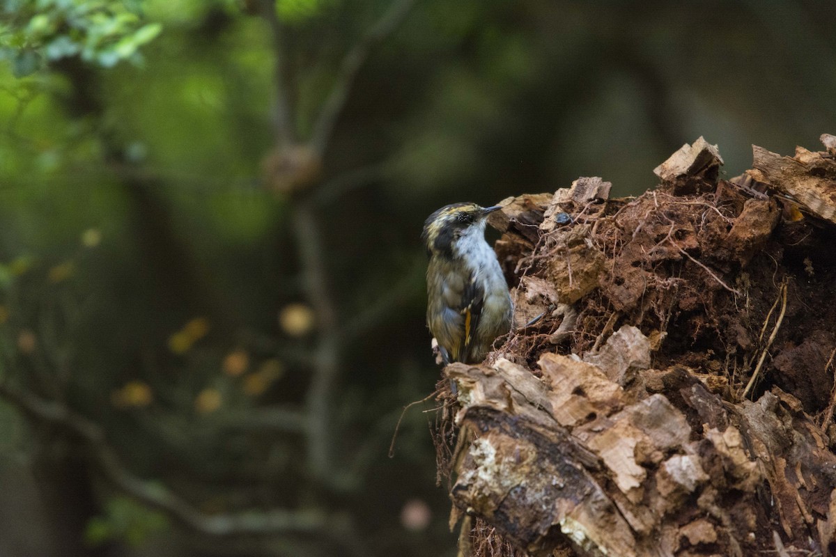 Thorn-tailed Rayadito - ML637954786