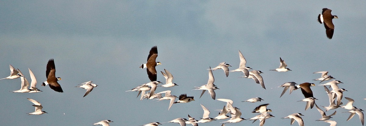 Masked Lapwing - ML637954832