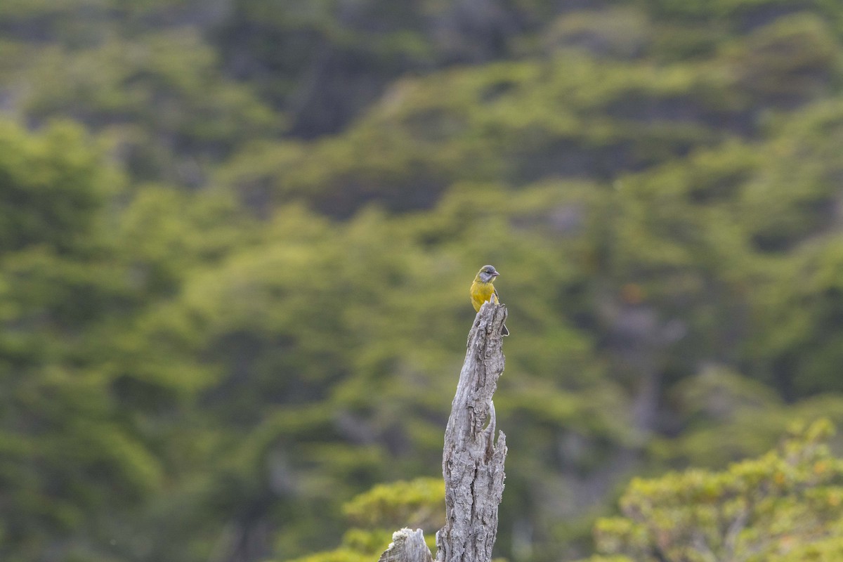 Patagonian Sierra Finch - ML637954845
