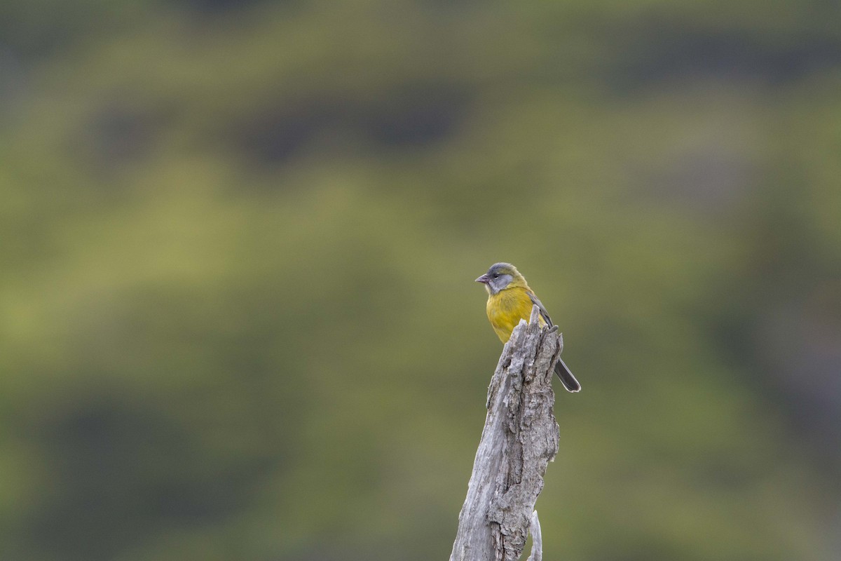Patagonian Sierra Finch - ML637954846