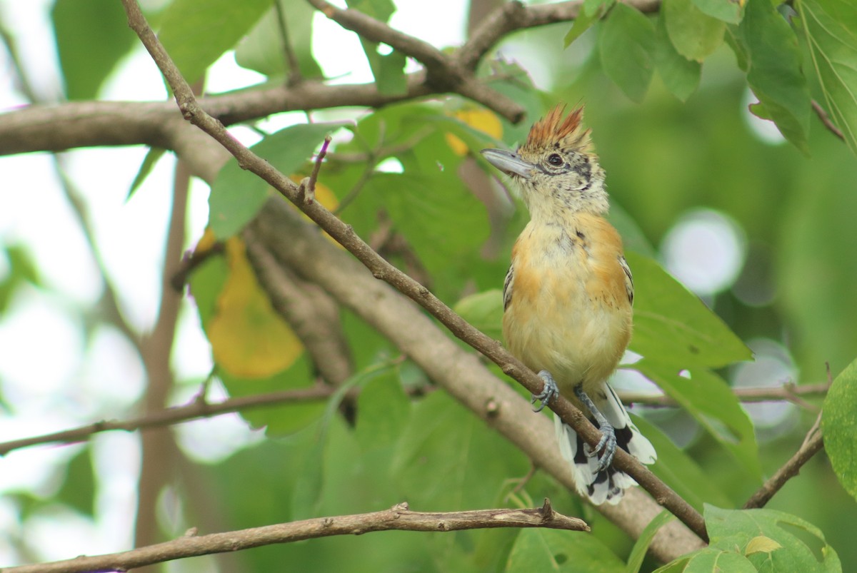 Black-crested Antshrike - ML637954892