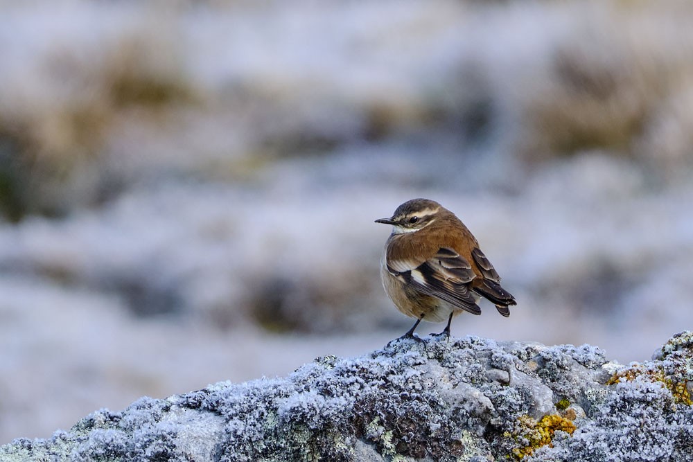 White-winged Cinclodes - ML637954898