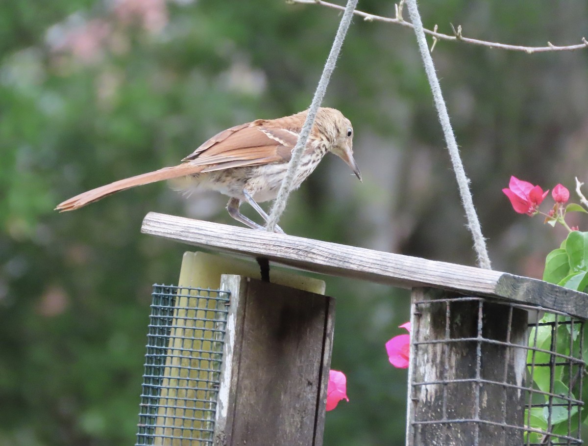 Brown Thrasher - ML637954925