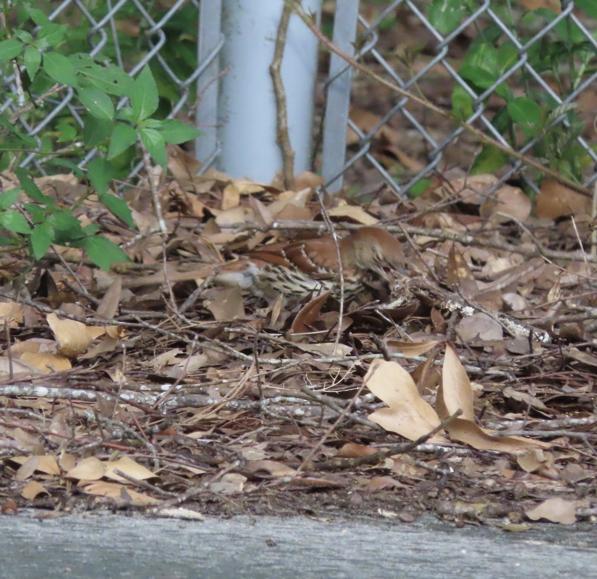 Brown Thrasher - ML637954926
