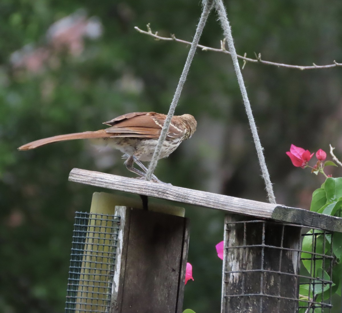 Brown Thrasher - ML637954927