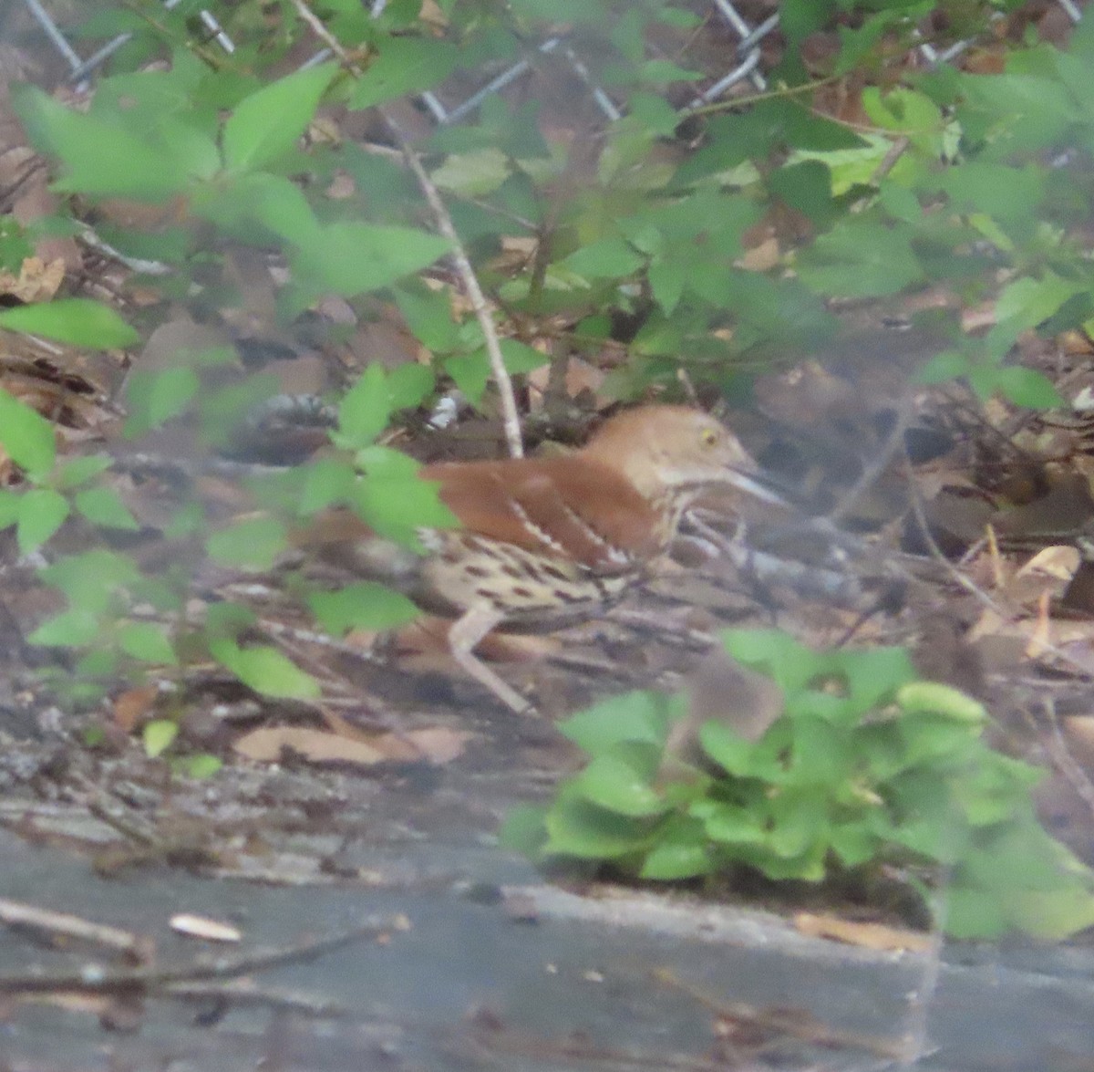 Brown Thrasher - ML637954931