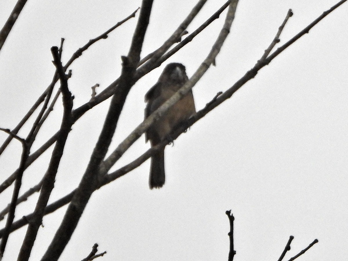 Large-billed Seed-Finch - ML637954932