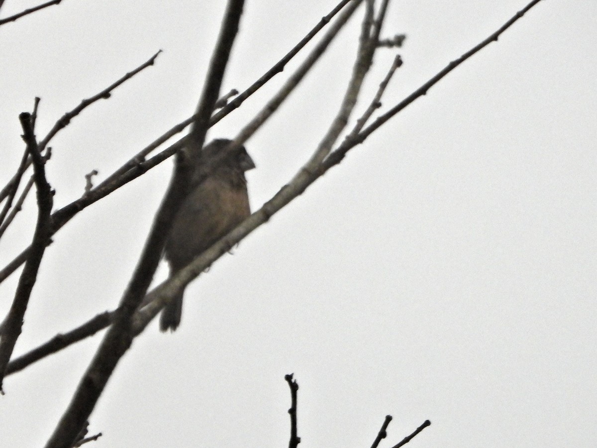 Large-billed Seed-Finch - ML637954933