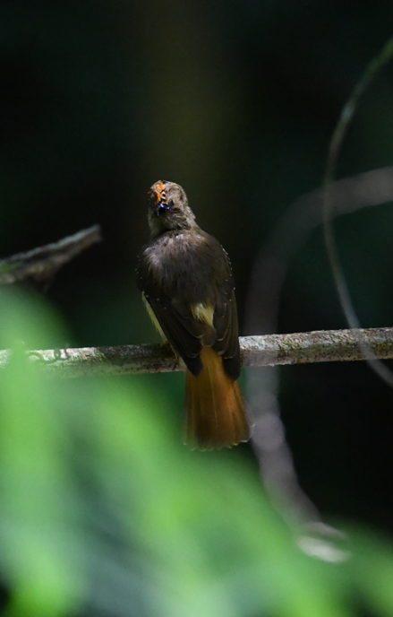 Tropical Royal Flycatcher - ML637954972
