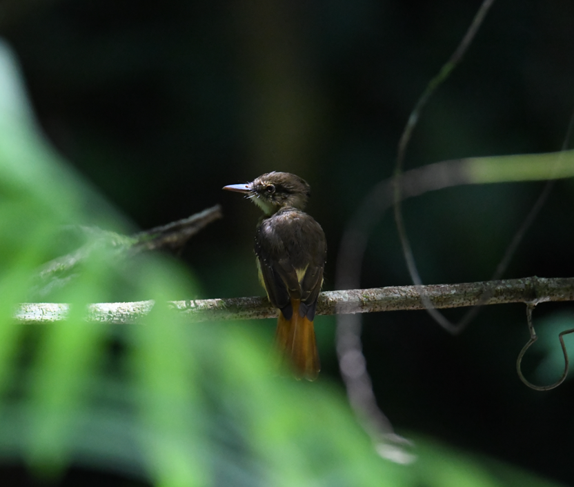 Tropical Royal Flycatcher - ML637954973