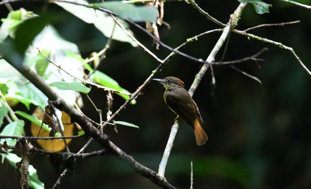 Tropical Royal Flycatcher - ML637954974