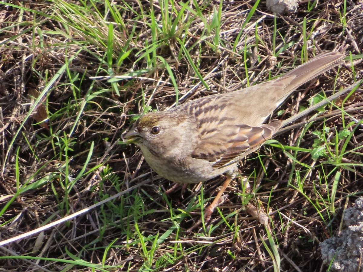 Golden-crowned Sparrow - ML637954991