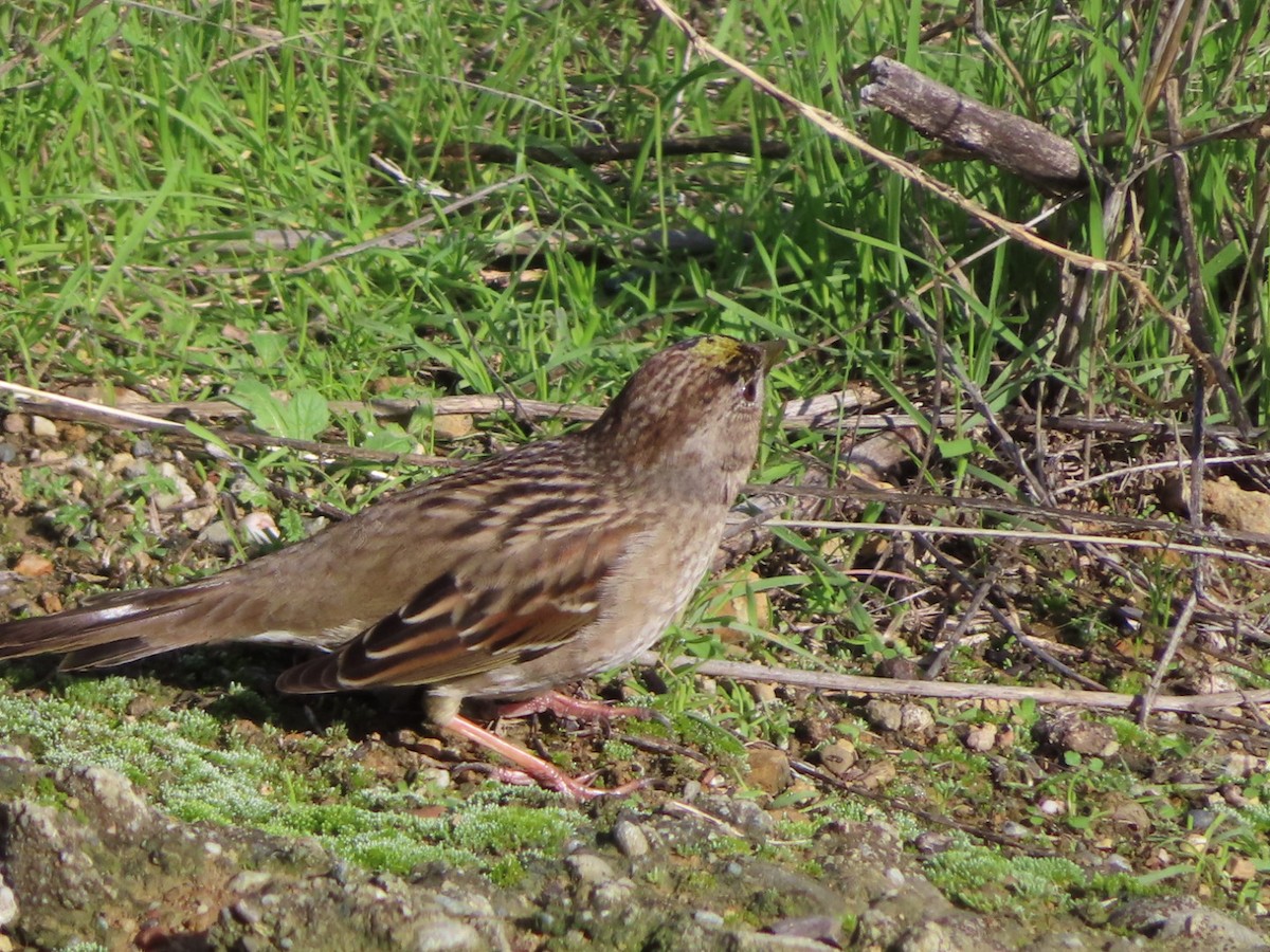Golden-crowned Sparrow - ML637954992