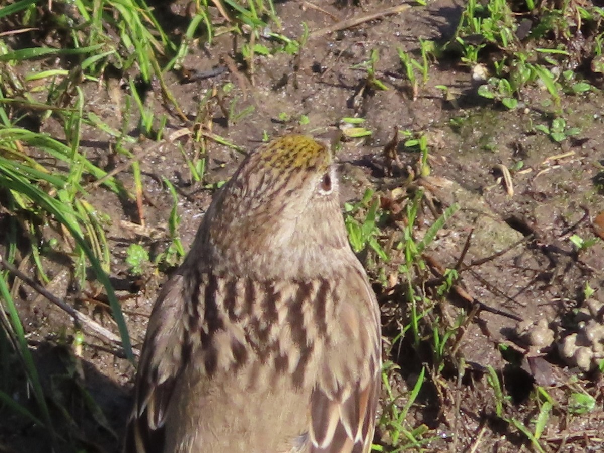 Golden-crowned Sparrow - ML637954993