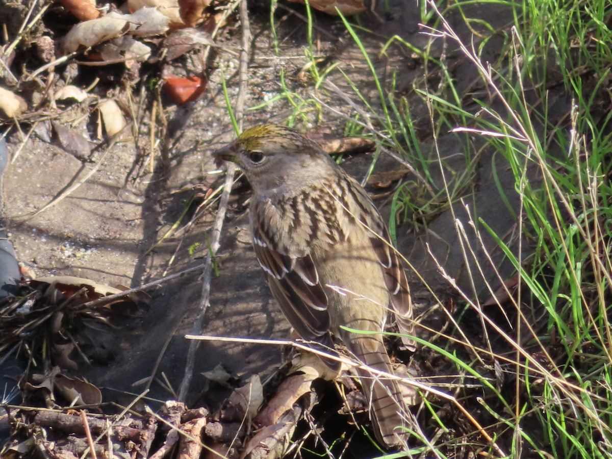 Golden-crowned Sparrow - ML637954994