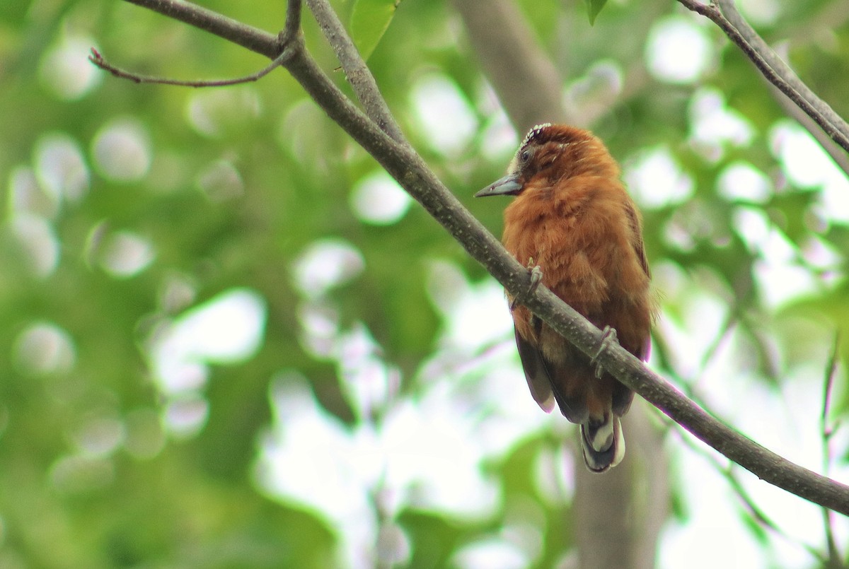 Chestnut Piculet - ML637955005