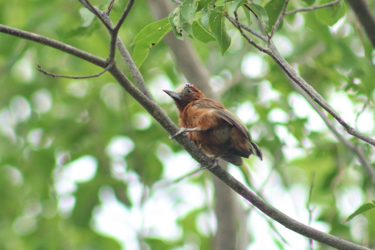 Chestnut Piculet - ML637955007