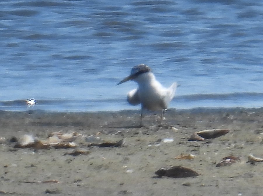 Antil Sumrusu - ML637955085