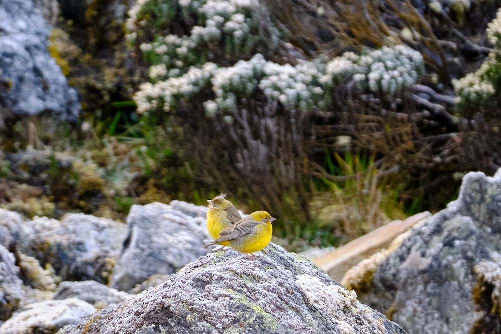 Bright-rumped Yellow-Finch - ML637955095