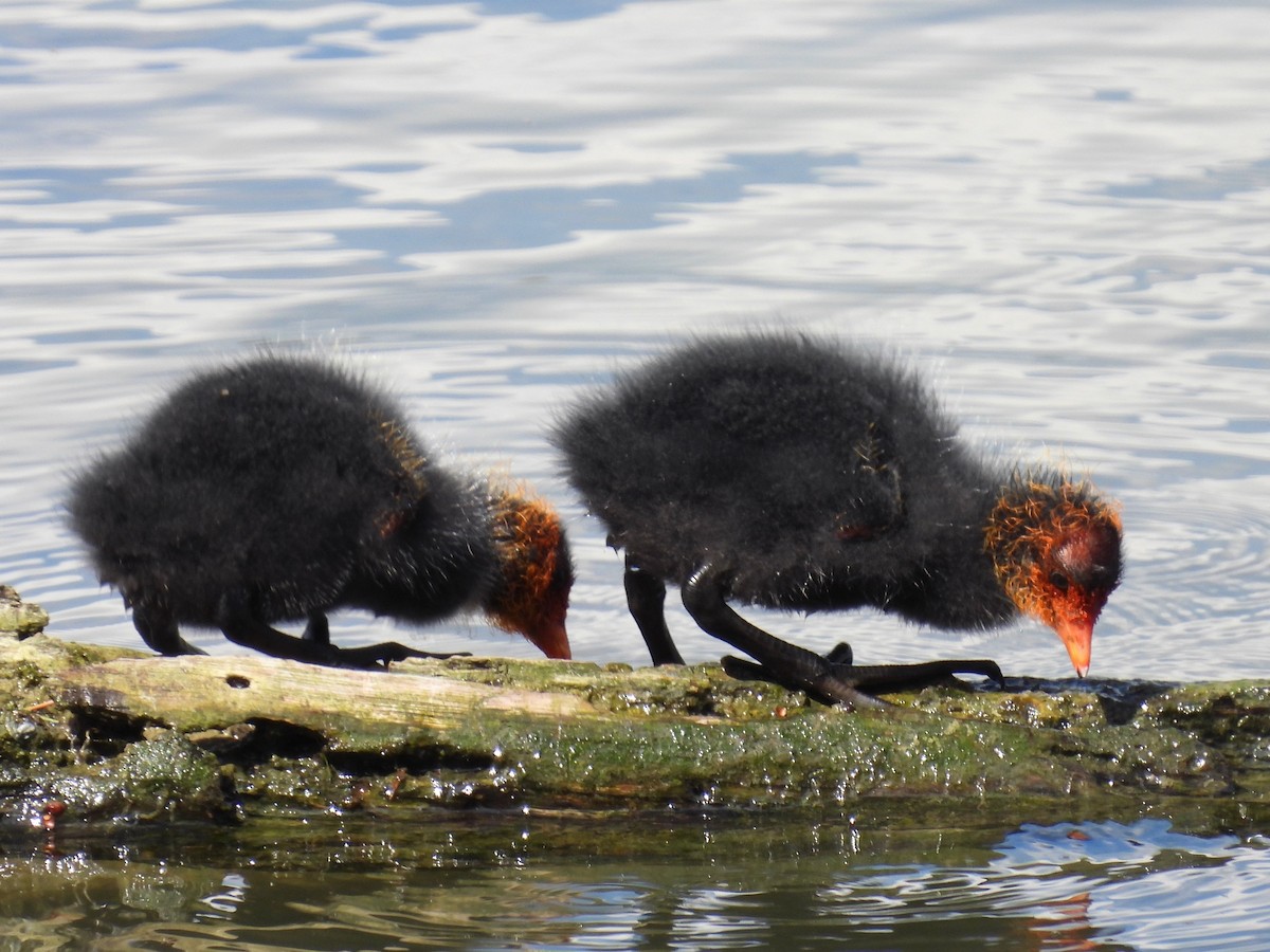 Eurasian Coot - ML637955098