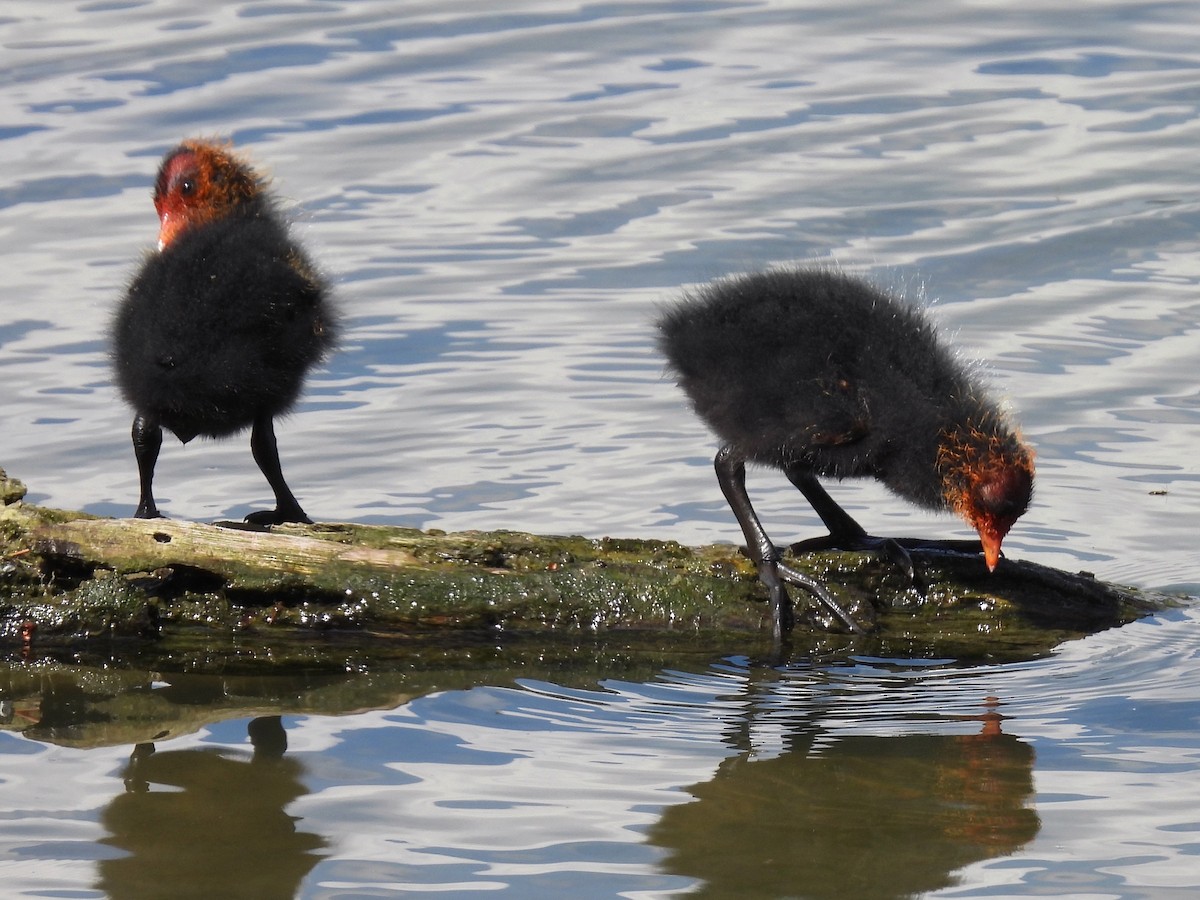 Eurasian Coot - ML637955102