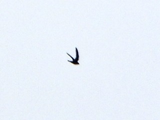 Lesser Swallow-tailed Swift - ML637955103