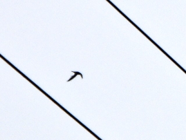 Lesser Swallow-tailed Swift - ML637955104