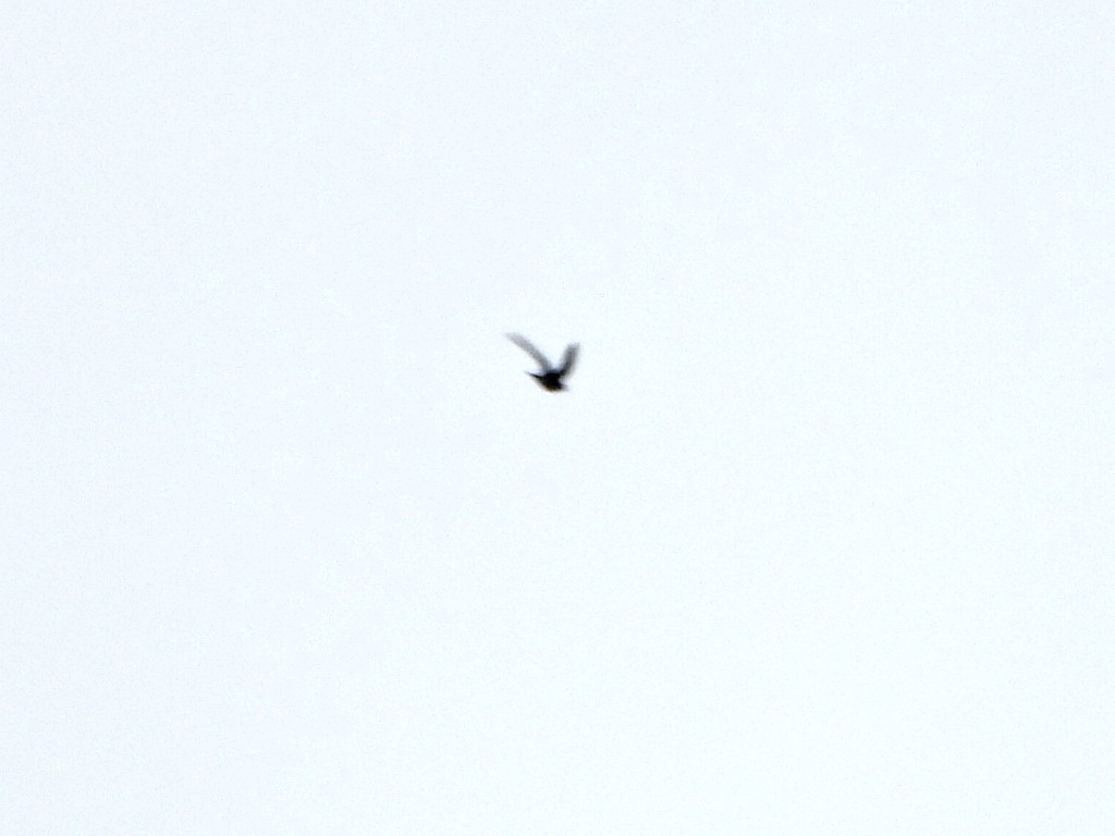 Lesser Swallow-tailed Swift - ML637955105