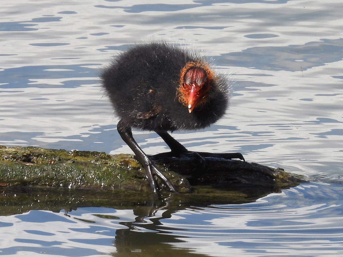 Eurasian Coot - ML637955106