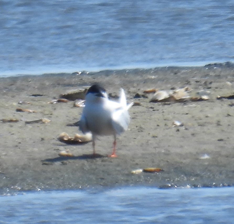 Pembe Sumru - ML637955113